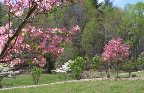 Pink Dogwood