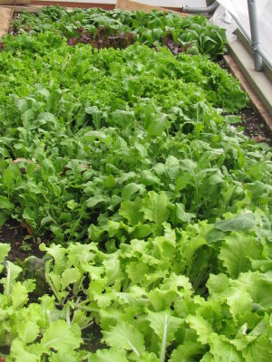 Salad Greens in Hoop House