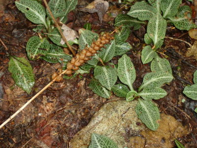 Rattlesnake Plantain