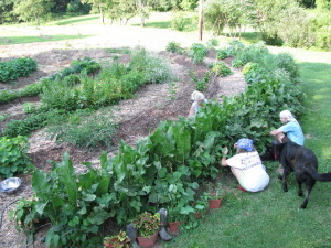 Girls Picking Beans