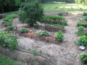 Curant Bush in Compass Garden