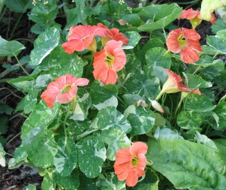 Variegated Nasturtiums