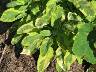Variegated Sage