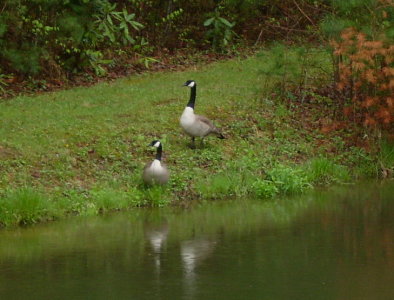 Canadian Geese