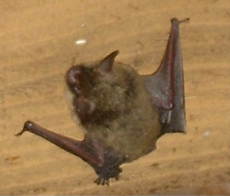 Bat