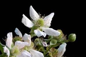 Blackberry Blossom
