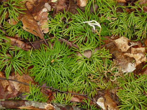 Creeping Cedar
