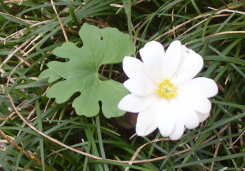 Bloodroot