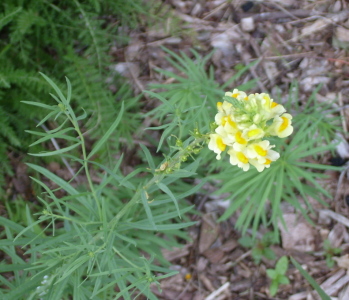Butter & Eggs Flower