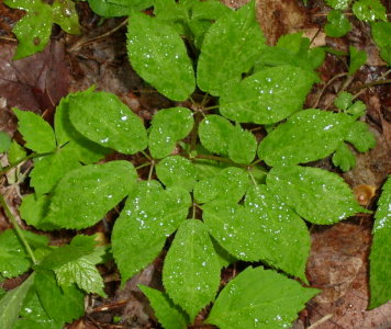 Ginseng