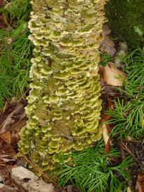 Lichen on Tree