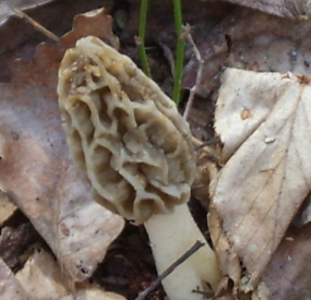 Morel Mushroom
