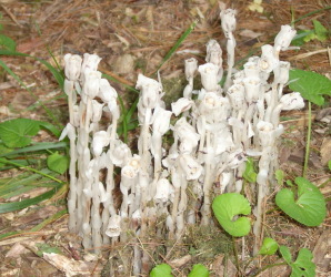 Indian Pipe