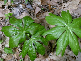 MayApples