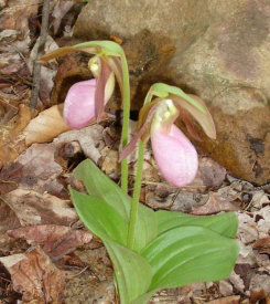 Pink Ladys Slipper