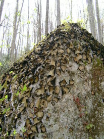 RockWort