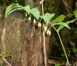 Solomon's Seal