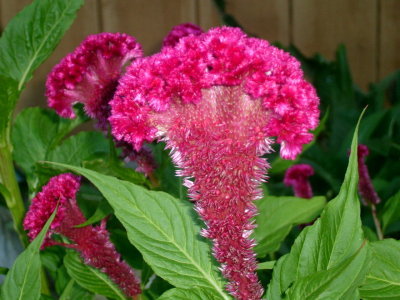 Cockscomb