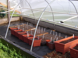 Starter Pots in Hoop House
