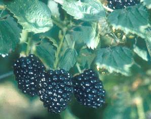 Blackberries