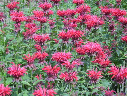 BeeBalm